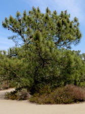 torrey pine tree