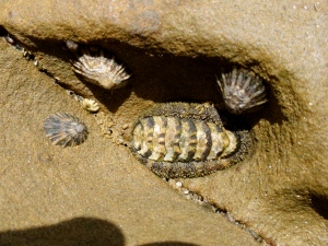 conspicuous chiton