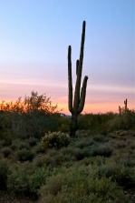 Calming beauty of a desert sunrise