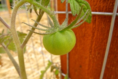 first and only tomato