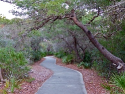 Green canopy covers the walkway to the beach