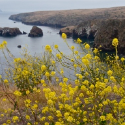 Channel Islands National Park ~ CA