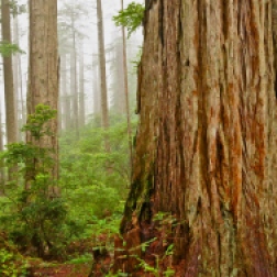 Redwoods National Park ~ CA
