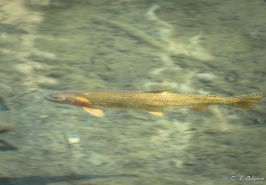 Cutthroat trout makes good fishing in these lakes.
