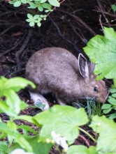 A fuzzy image of a snowshoe hare hiding in the brush during a heavy rain. My first sighting in the wild!