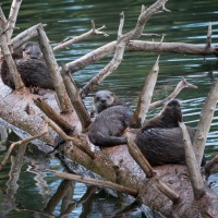 River Otters of Yellowstone ~ Yellowstone Forever Field Seminar Series