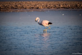 Andean flamingo - note the yellow legs and black-tipped wings
