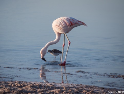 Chilean flamingo feeding